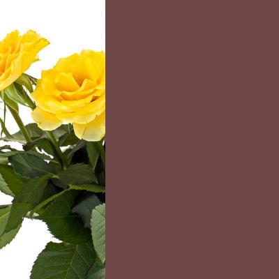 Nussbraun RAL 8011