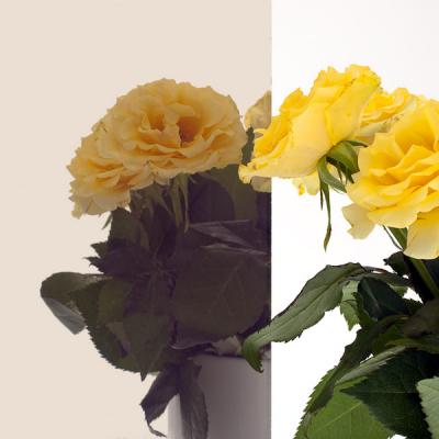 Spiegelglas Mirastar