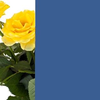 Capriblau-RAL-5019